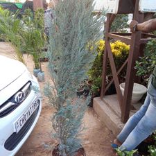 silver pine
