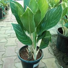 aglonema super white 3