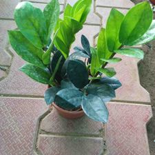 Zamia Plant 5