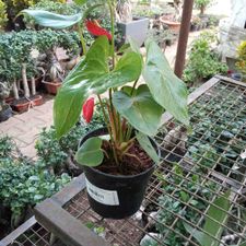 Anthurium 6 pot