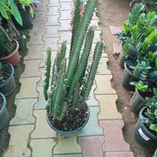 eurphia trigona
