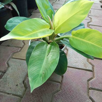 image1