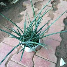 snake plant pune 5
