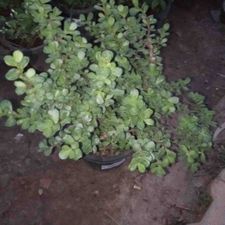 JADE in 8 pot