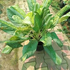 AGLONEMA 12 POT