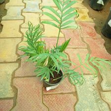 chamaedorea palm 3in