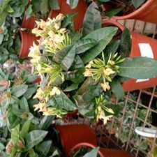 Ixora F1 6 inch pot pune