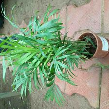 Chamaedorea pune 4 inch