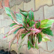 Aglaonema Lipstick 5