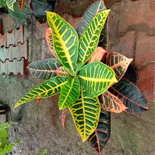 Petra Croton 8