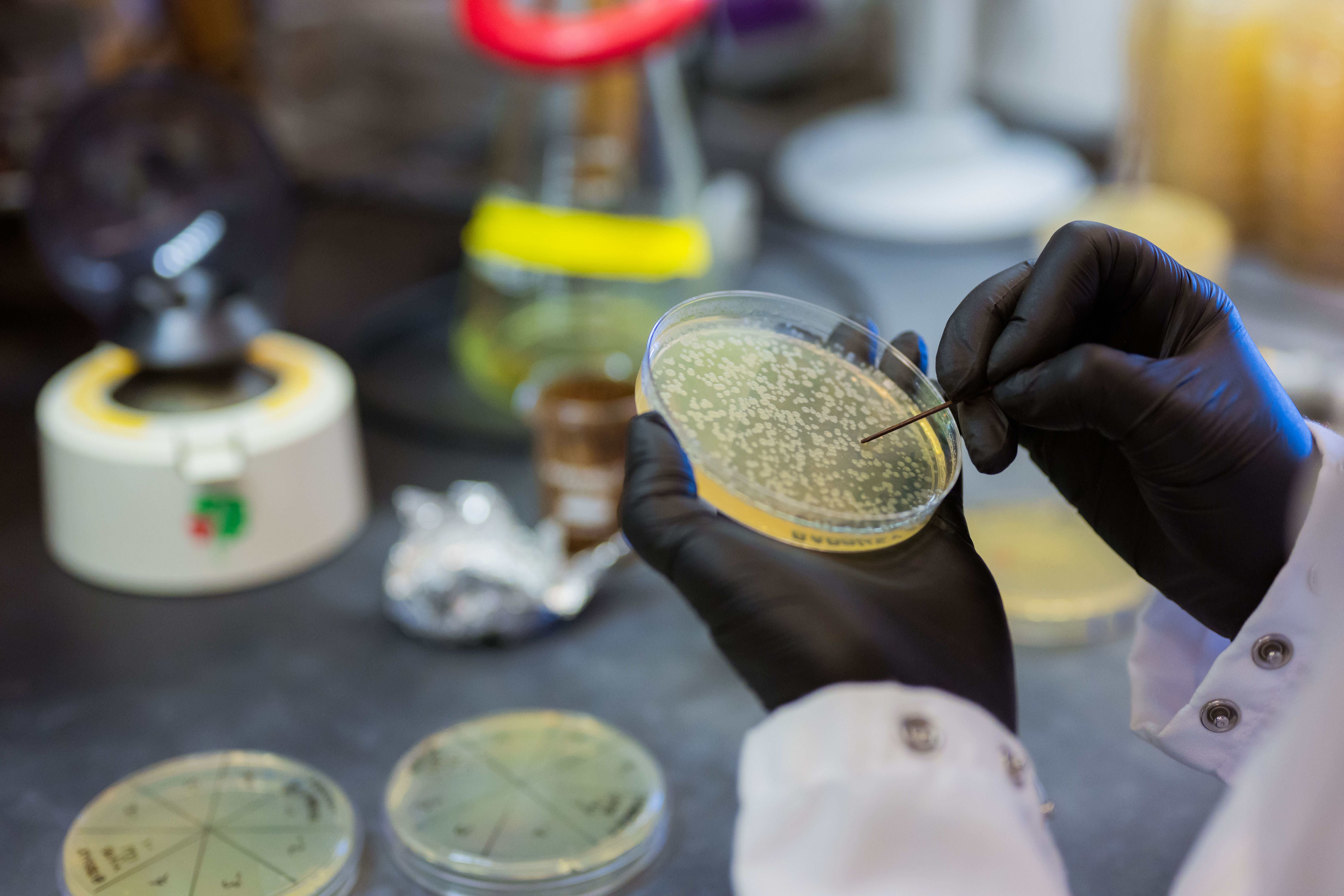 A researcher in gloves examines a petri dish with a sample, surrounded by laboratory equipment and other petri dishes.