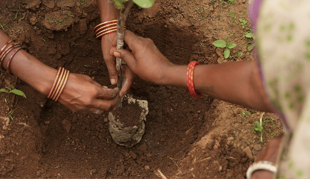 Local women planting trees, Panna Afforestation, India