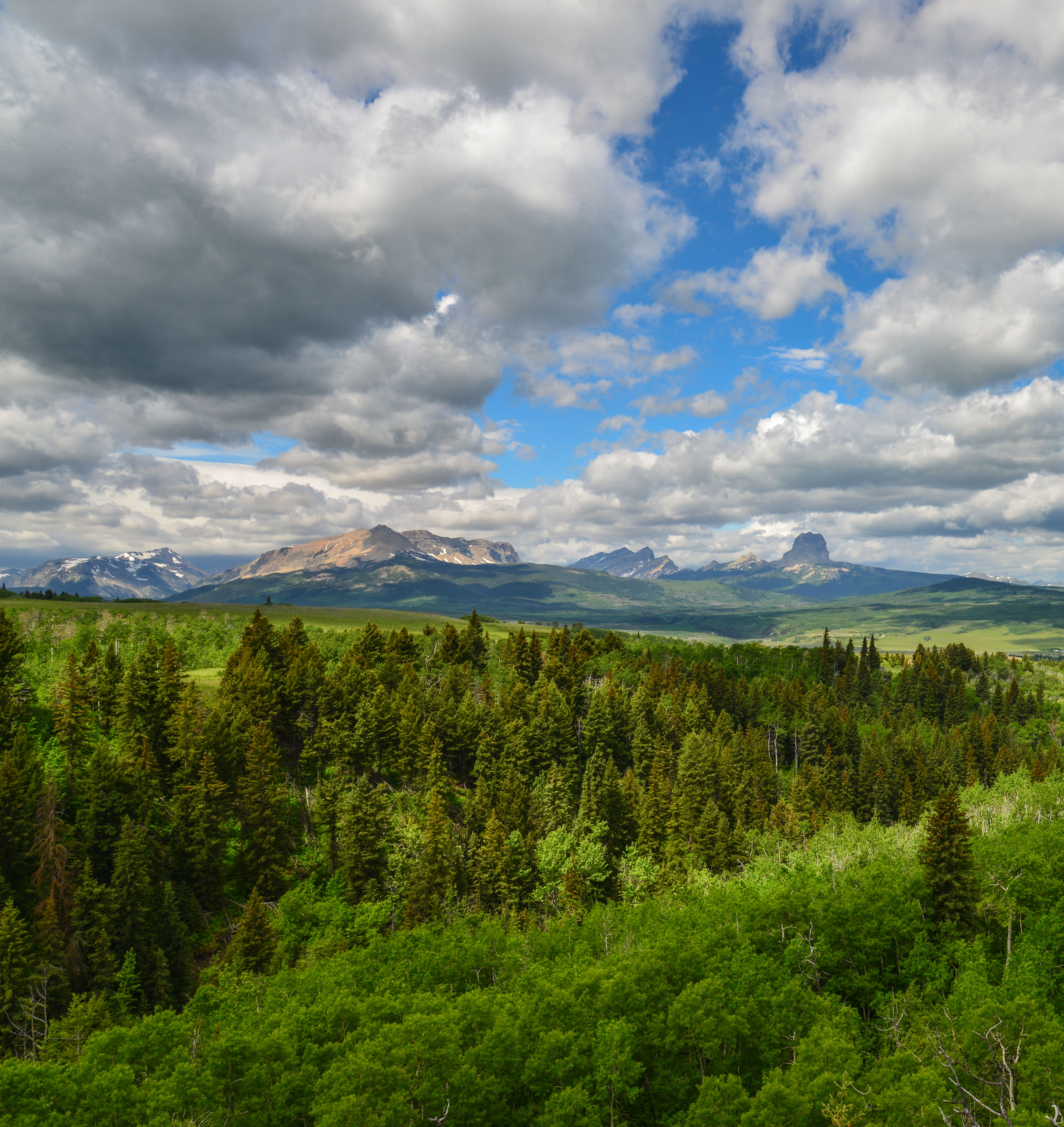Lush green forest in the USA with distant mountains under a partly cloudy sky, showcasing a vibrant natural landscape.