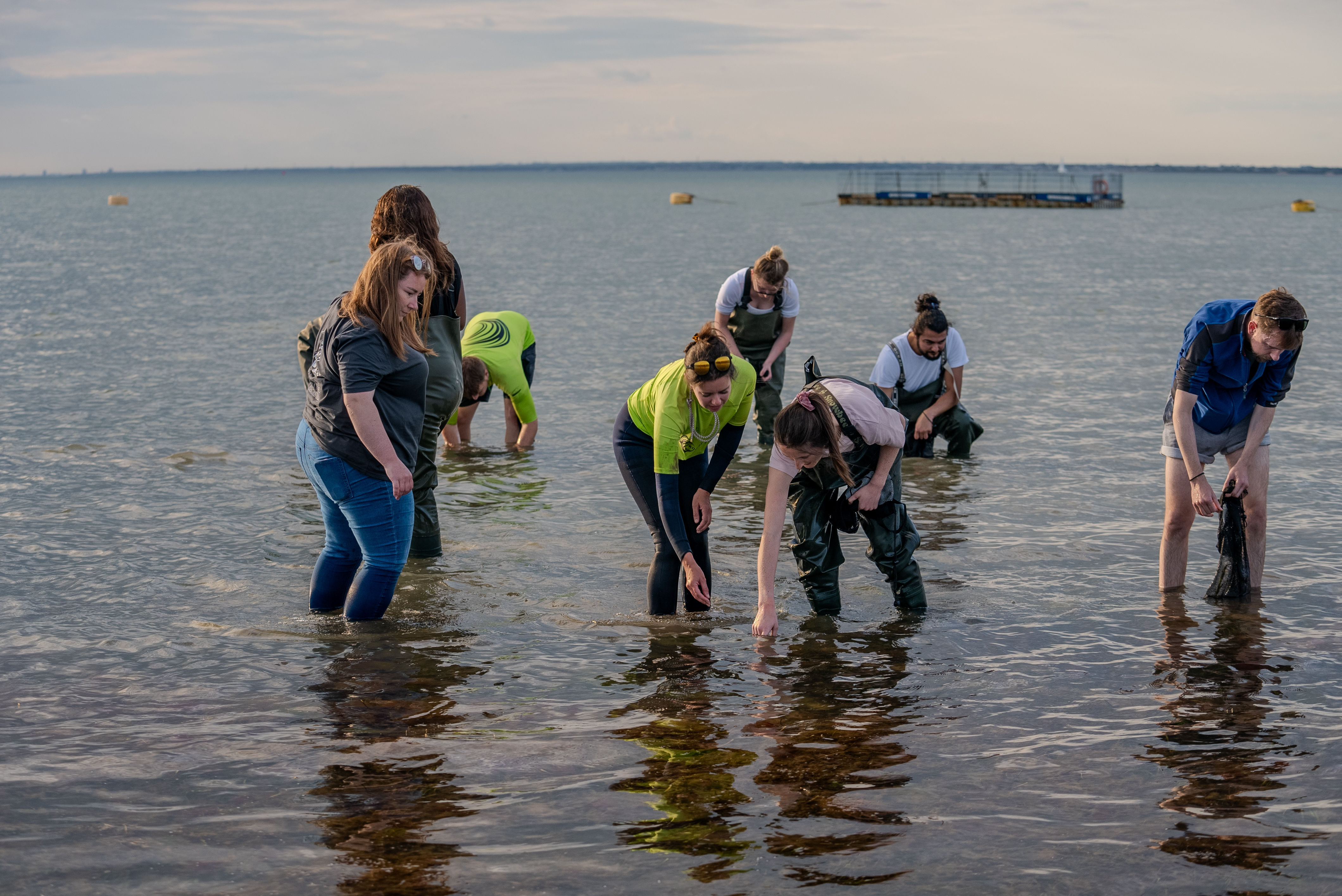 Volunteers from Climate Impact Partners and Deloitte harvesting seagrass seedlings with Project Seagrass 