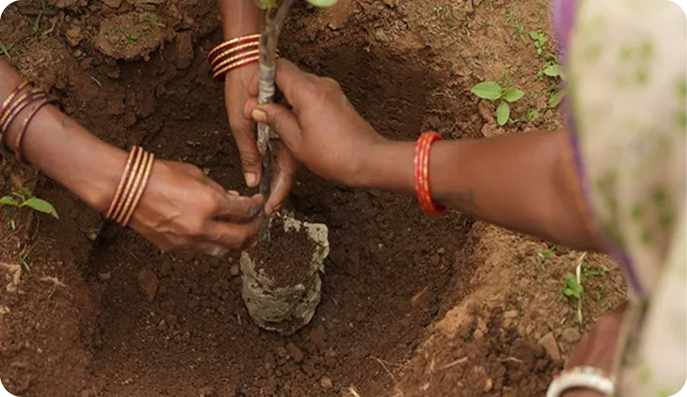 Local women planting trees, Panna Afforestation, India