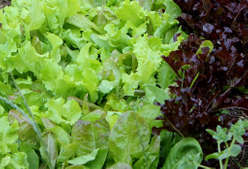 Insalatina Tenera pulita