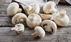 Funghi Champignon