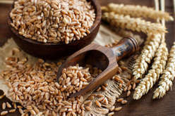 Farro del Pungolo Bio