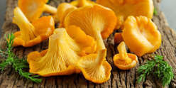 Funghi Galletto