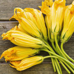 Fiori di zucca