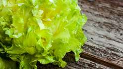 Insalata Scarola