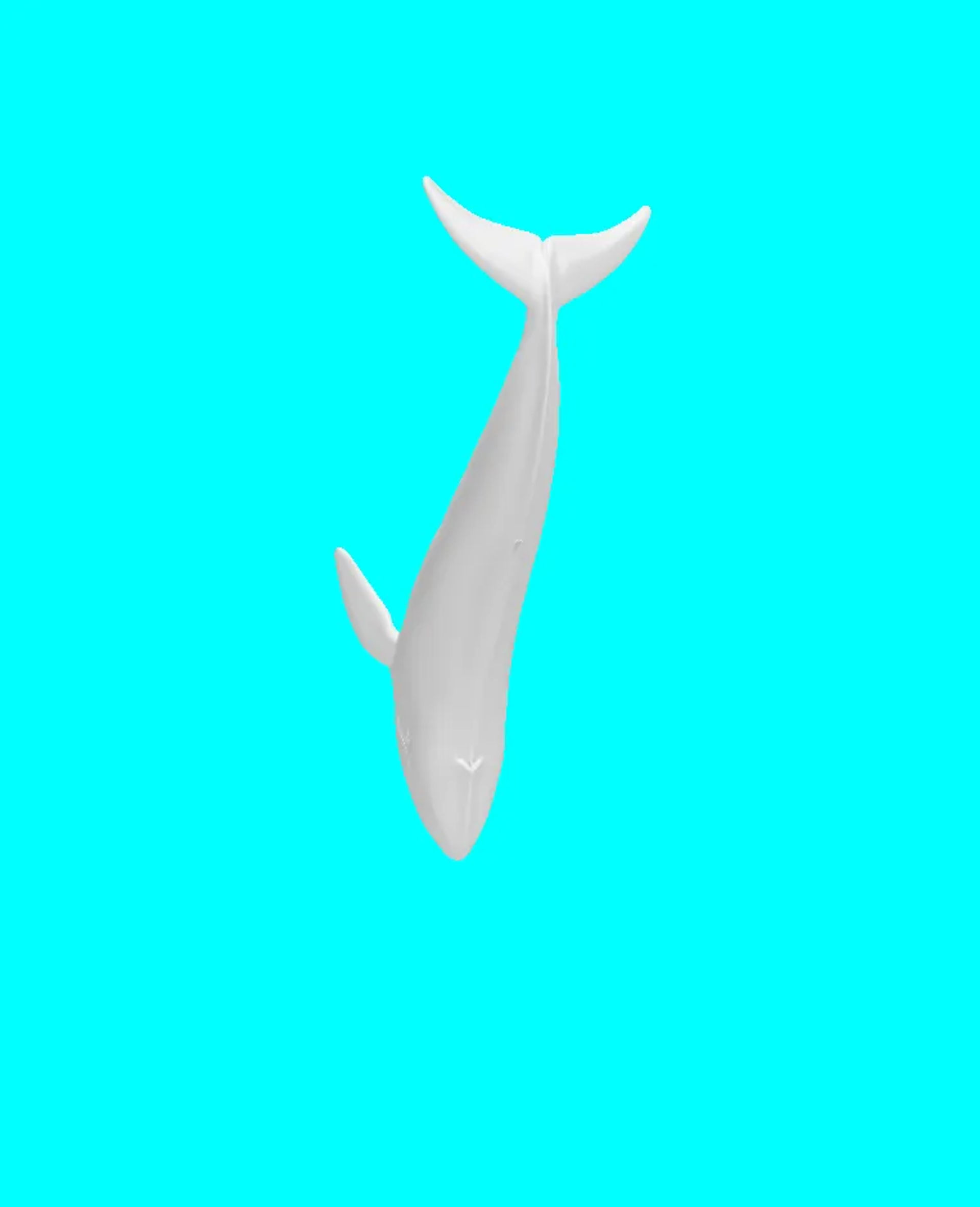 bluewhale