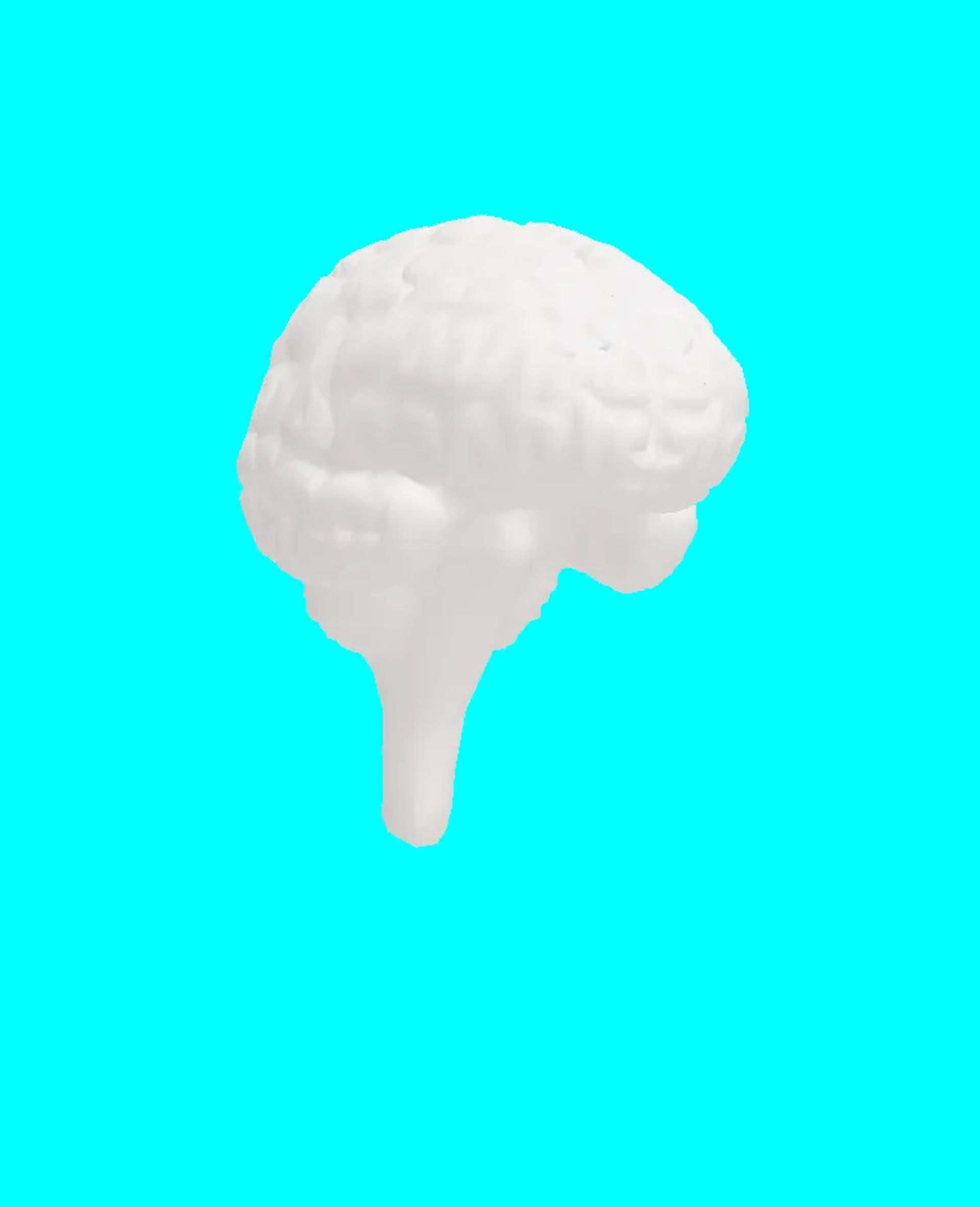 brain