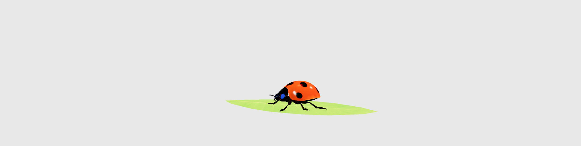 ladybug